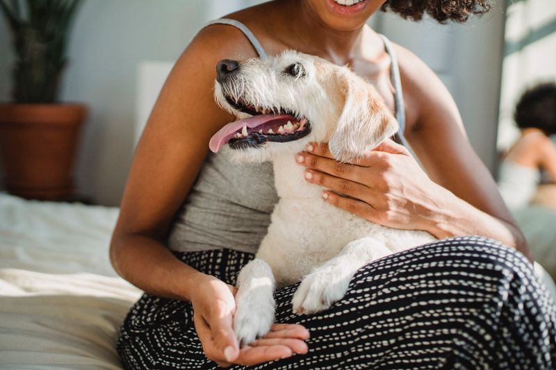 Full dog grooming service