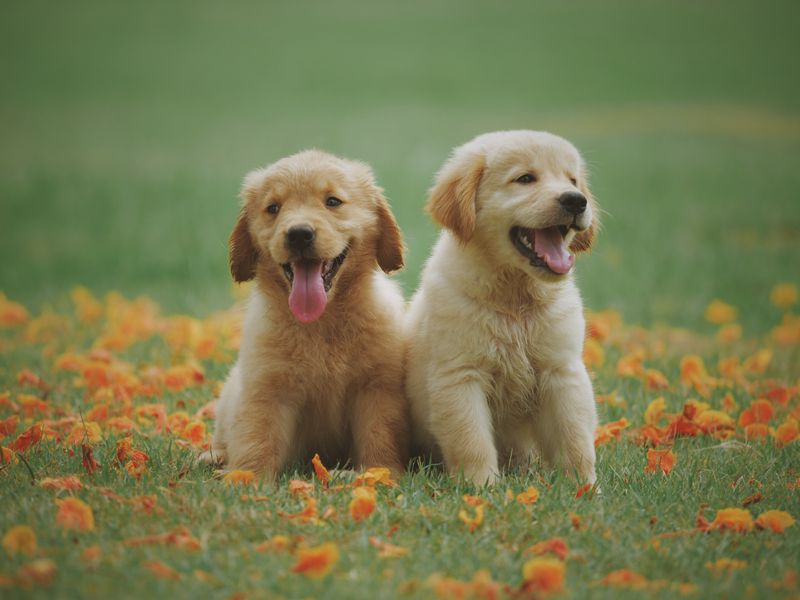 Happy groomed dog at Waggily Tails Pet Grooming